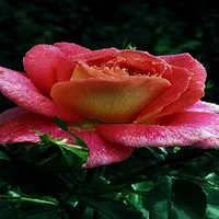 Dewy Shine Rose LWP icon
