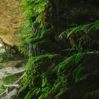 Rainy Plants Live Wallpaper icon