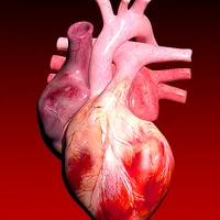 Circulatory System 3D Anatomy icon