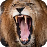 Lion Sounds icon