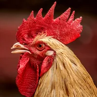 Rooster Sounds icon