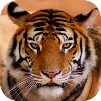 Tiger Sounds icon