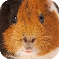 Guinea Pig Sounds icon