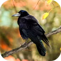 Crow Sounds icon