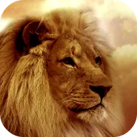 Lion Wallpapers icon