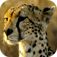 Cheetah Wallpapers icon