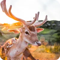 Deer Wallpapers icon