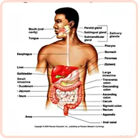 Anatomy and Physiology icon