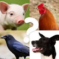 Animal Name Filter Challenge icon