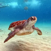Turtle Wallpaper icon