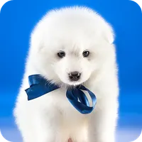 Dog Wallpaper icon