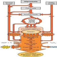 Carbohydrate Metabolism icon