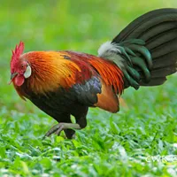 Red junglefowl sounds icon