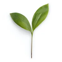 Flourish icon