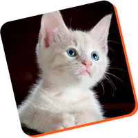 cat training guide app icon