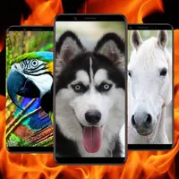 Fondos de Pantalla de Animales icon