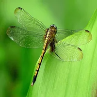 Types of Dragonflies icon