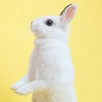 Fondos de Pantalla de Conejos icon