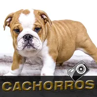 Imágenes de Cachorros - Fondos icon