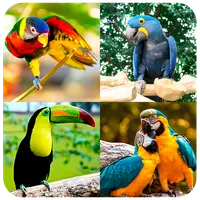 Parrots of Puzzles: Free Slidi icon