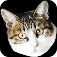 Angry My Cats icon