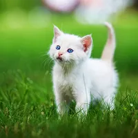 Cute Cat Wallpapers HD icon