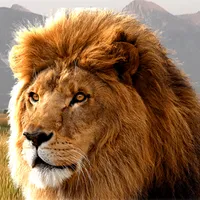 Lion HD Wallpapers icon