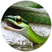 FotoFauna icon
