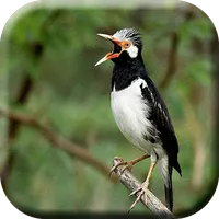 Jalak Suren Full Isian Offline icon