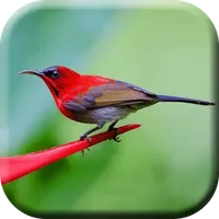 Masteran Burung Kolibri Sepah icon