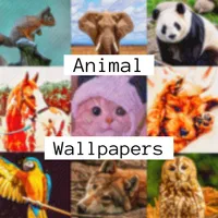 Walpaper App - Cute Animal icon