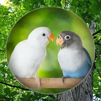 Suara Burung Lovebird Albino icon