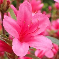 Azalea Wallpaper icon