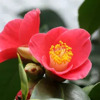Camellia Wallpaper icon