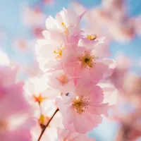 Cherry Blossom Wallpaper icon