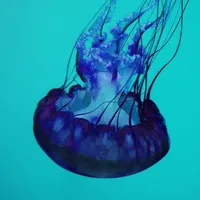 Jellyfish Wallpaper icon