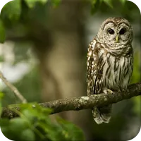 Risale-i Nur Daily Reading icon