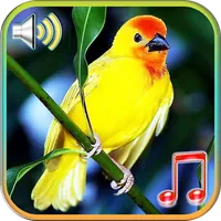 Birds Sounds Ringtones icon