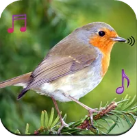 Birds Sound Ringtones icon