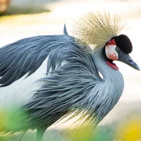 Bird LWP icon
