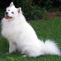 Dog LWP icon