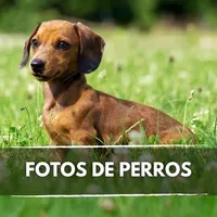 Fotos de Perros icon