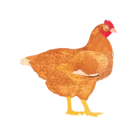 My Poultry Manager - Farm app icon