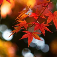 Autumn Wallpaper icon