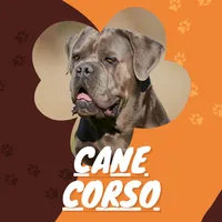Black Cane Corso icon