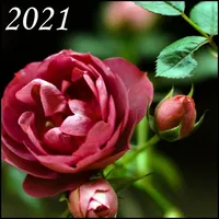 Rose Wallpapers icon