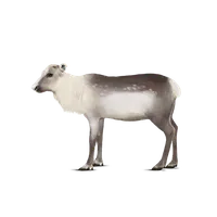 Boazoquiz icon