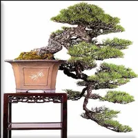 Bonsai flower model icon