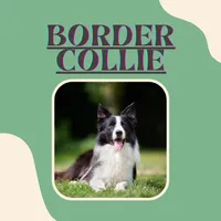 Border Collie Images icon