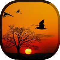 Sunset Live Wallpaper - Flying icon